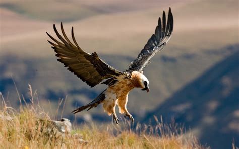 The Bearded Vulture | Lesotho wildlife | The Blanketwrap | Maliba Lodge