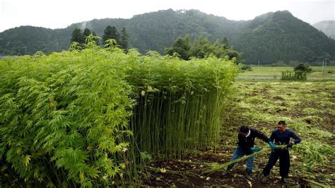 Thailand to green light marijuana cultivation for medical research in drug law U-turn — RT World ...