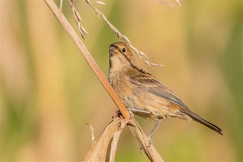 Indigo Bunting Female #2 Photograph by Morris Finkelstein | Pixels