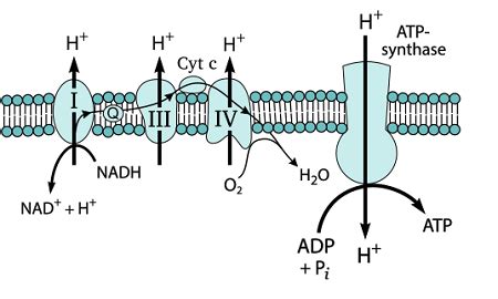 Electron Carriers in Cellular Respiration | Role & Process - Video & Lesson Transcript | Study.com