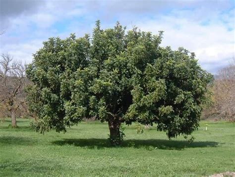 L'albero di carrube è di antica tradizione mediterranea. Ecco come ...