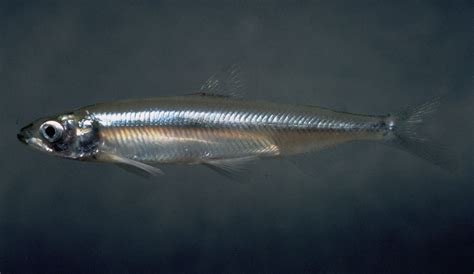 A California Species http://www.californist.com/articles/a-california-species Tiny Fish, Little ...