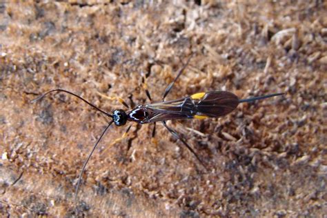 BRACONIDAE | Pybio Paraguay Biodiversidad