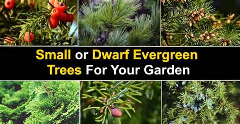 18 Small or Dwarf Evergreen Trees For Your Garden (With Pictures)