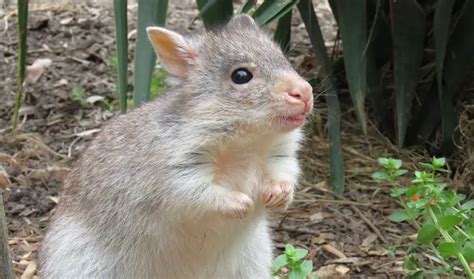 Bouncing Baby Bettong Brings Hope for Threatened Species | The Animal Facts