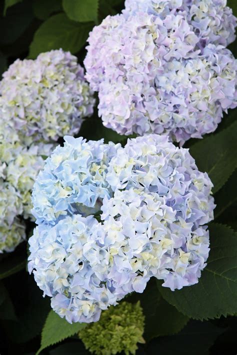 In the Fields : Hydrangeas