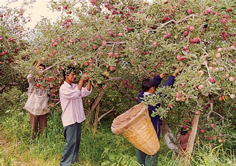 Food Crops in India - Study Material - AglaSem