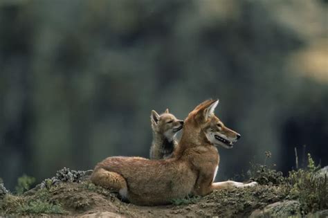 Are Wolves Endangered? Conservation Status and Threats | Endangered ...