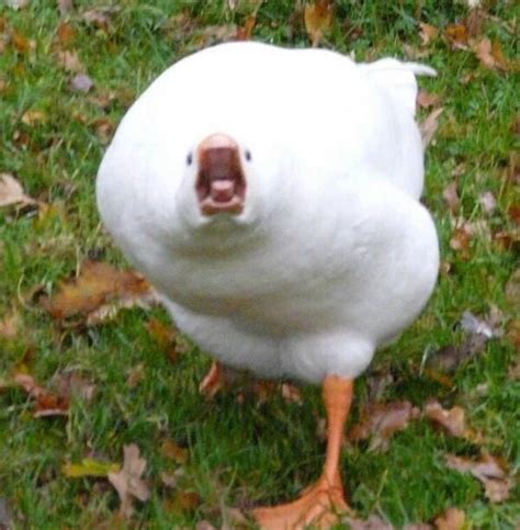 Angry Goose Blank Template - Imgflip