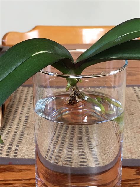 homedecorgardeningflowerrs.info | Orchids in water, Flowering house plants, Water culture orchids