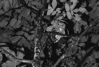 Screech Owl at Night (1978) | Eastern Screech owl (Megascops… | Flickr
