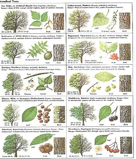 Identify trees with pictures | Tree identification, Trees to plant, Leaf identification