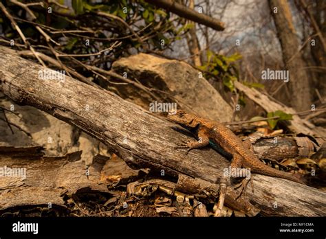 Male eastern fence lizard in habitat - Sceloporus undulatus Stock Photo ...