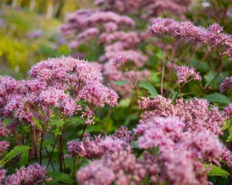 Eupatorium maculatum Purple Bush - Mount Venus Nursery