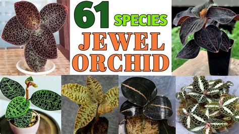 61 Jewel Orchid Species | Jewel Orchid Plant varieties with names ...