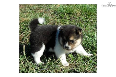 Meet Male a cute Shiba Inu puppy for sale for $1,125. Seth~ Tri color!!! Shipping Included