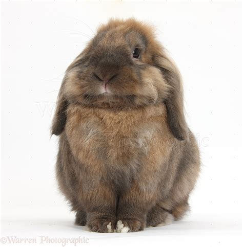 Lionhead Lop rabbit, sitting photo WP38657