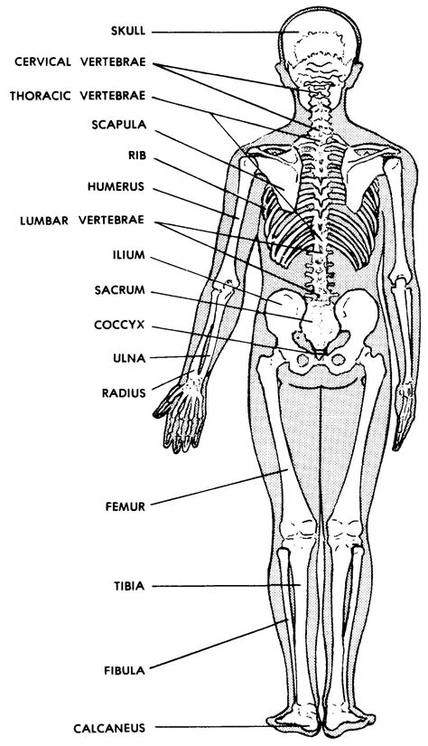 Major Bones In The Human Body / Human Skeleton Coloring Page - Medical ...