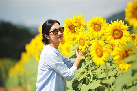 Sunflower Field Lopburi Thailand | Best Flower Site