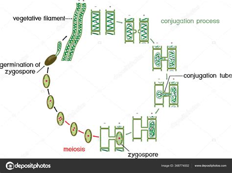 Diagram Of Spirogyra Life Cycle