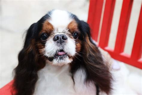 Guide to the Calmest Small Dog Breeds - PetMag