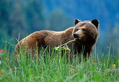 British Columbia: wildlife and wonderful | Nature tour, Bear, Wildlife tour