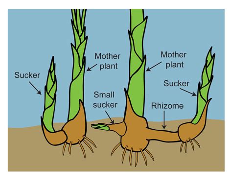 Rhizomes | Rhizome, Mother plant, Plant study