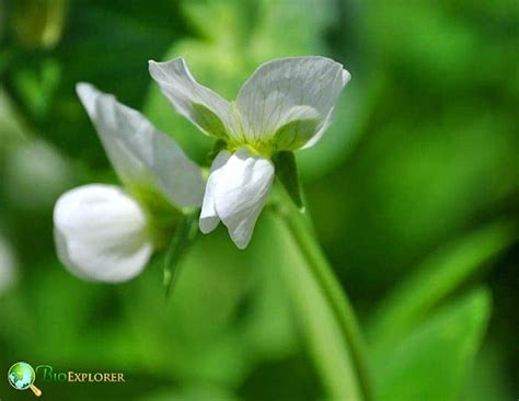 Order Fabales Characteristics | Distribution | Species | BioExplorer.net