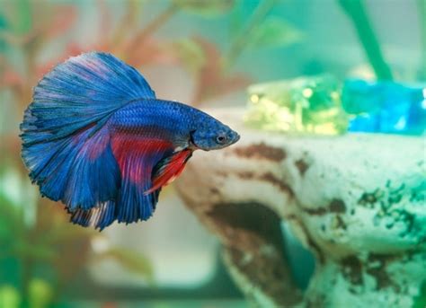 Betta Fish Care Guide | PetMD