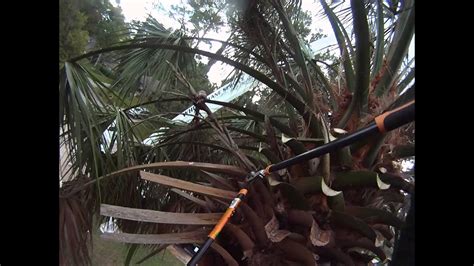 how to trim a palm tree - YouTube