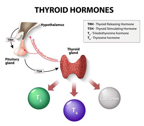 Why you need a Thyroid Blood Test? -Biocity Healthcare