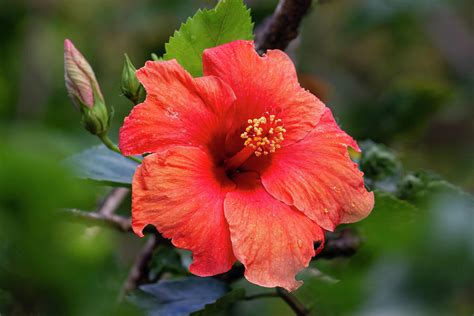 Tropical Hibiscus Photograph by John Haldane - Fine Art America