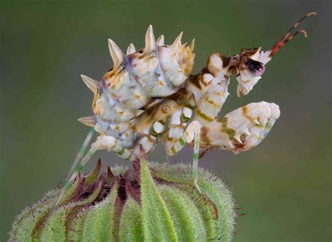 9 of the Most Absurd-Looking Mantis Species