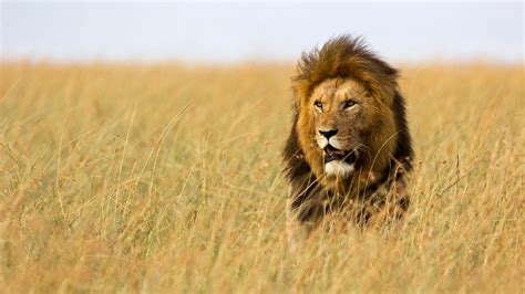 The ‘Lion King’: Does He Really Deserve The Title? | Nature of Things