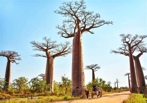 10 of The Most Magnificent Trees In The World