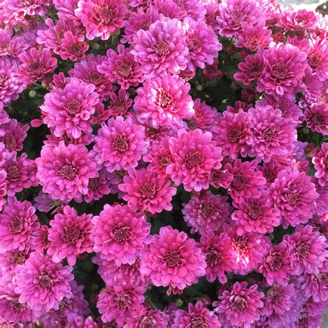 And then is is already autumn. The chrysanthemums are in bloom.... You drown in color.... And ...