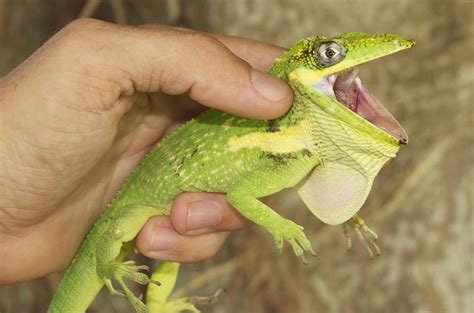 Knight Anole Facts and Pictures | Reptile Fact