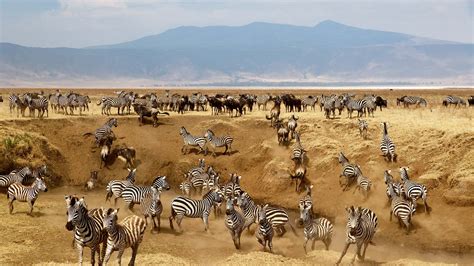 Tanzania Safari: Wildlife in the Ngorongoro Crater | Escapism Magazine