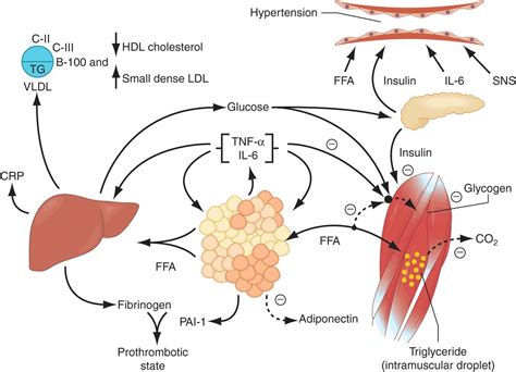 Triglyceride Metabolism Pathway