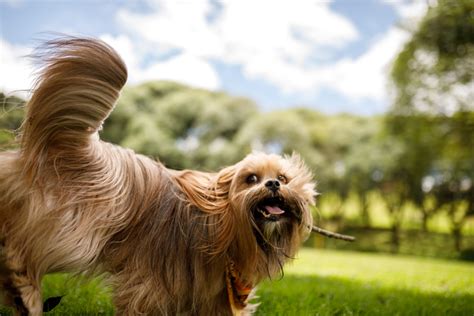 Understanding Dog Tail Language: Unraveling Canine Emotions Through ...