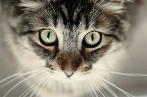 Glaucoma In Cats: What Should You Know About It? - Cat Lovers