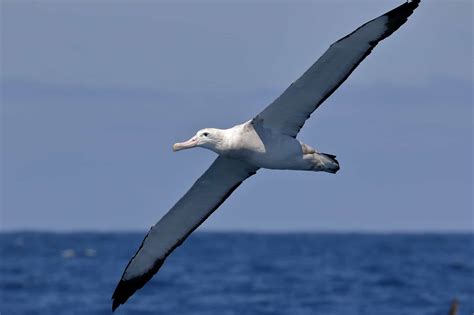 Wandering Albatross: 11 Cool Facts About the Subarctic Bird