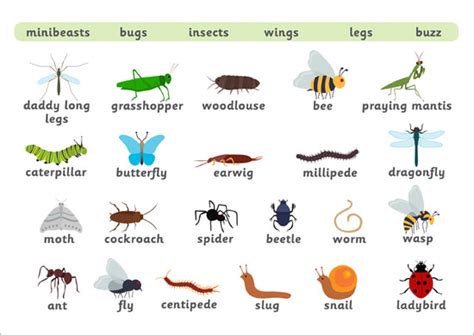 Early Learning Resources Minibeast Word Mat | Minibeasts, Teaching resources primary, Teaching ...