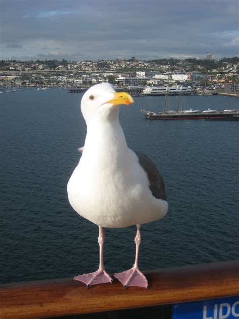 Seagull Funny Quotes. QuotesGram