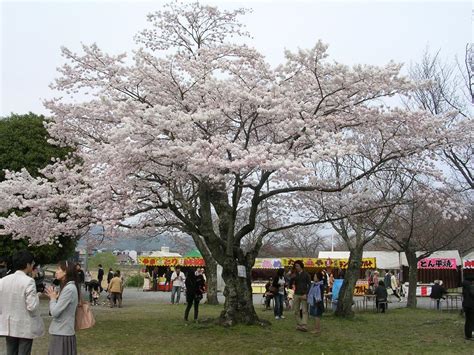 Kyoto Arashiyama Onsen Ryokan Togetsutei: A cherry blossom of Arashiyama 2011