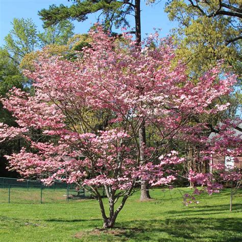 Pink Dogwood Trees for Sale | BrighterBlooms.com