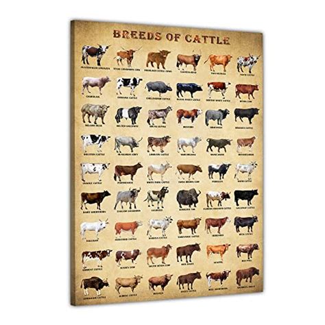 The Best Beef Cow Breeds for Your Farm