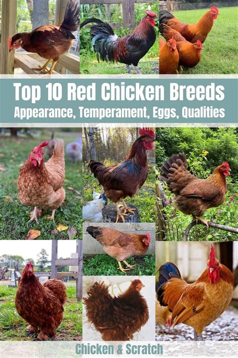 Top 10 Red Chicken Breeds (with Pictures)