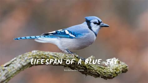 Blue Jay Egg Color: How Many Are There? | Birds Tracker