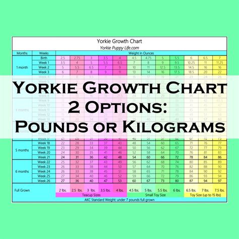 Yorkie Growth Chart & Weight Chart : How big will Yorkie Get?